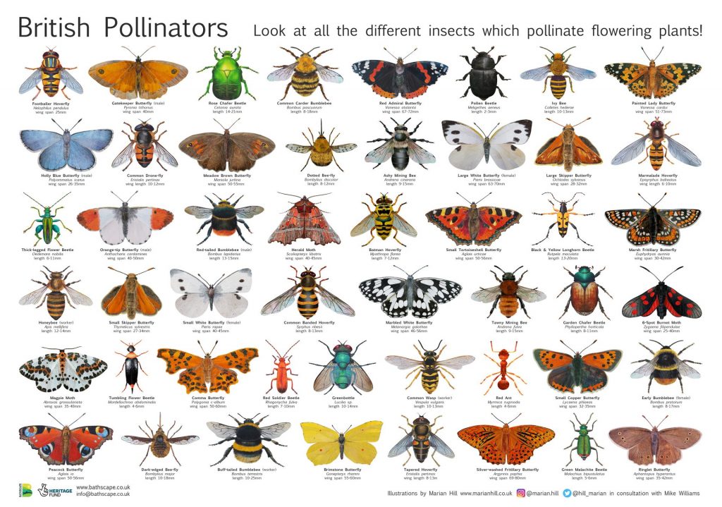 Pollinator Poster - Bathscape Landscape Partnership