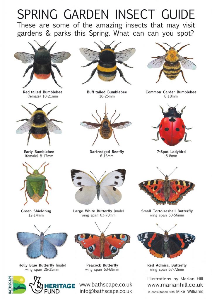 Spring garden and parks insect guide - Bathscape Landscape Partnership