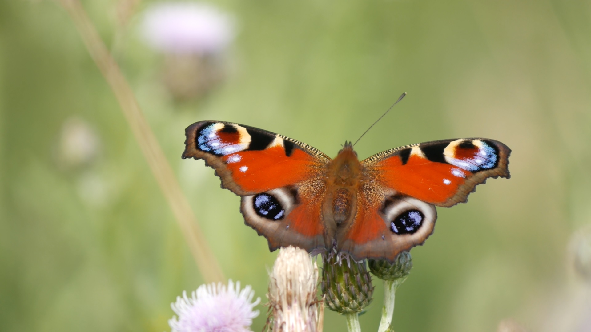 A nature walk at Bath City Farm (video)