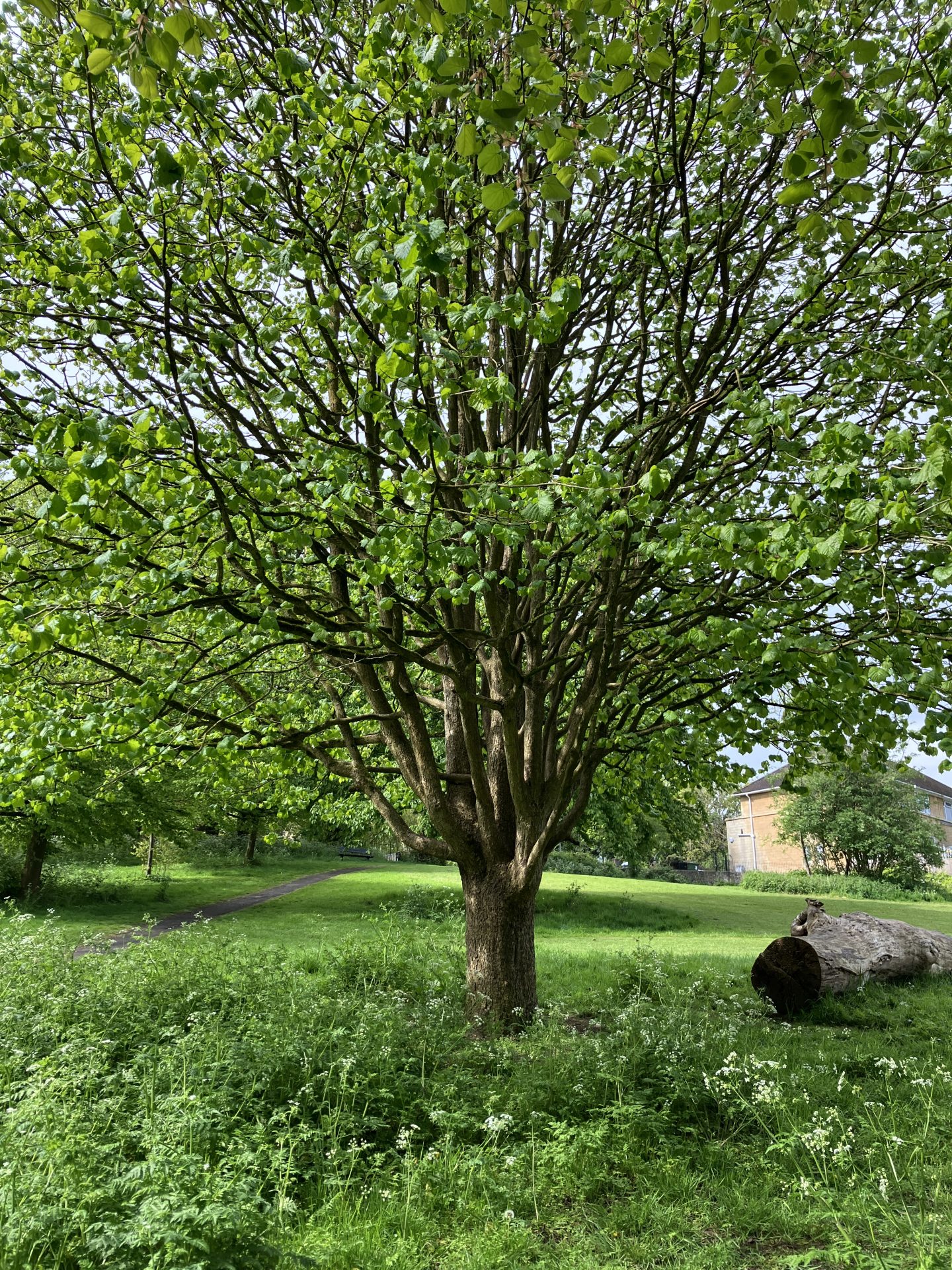 New Tree Walk from Moorlands Park - Bathscape Landscape Partnership