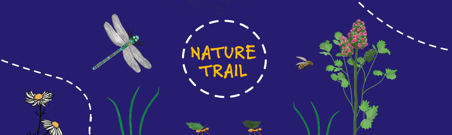 Dorothy House Interactive Nature Trail and Fireflies - Bathscape ...