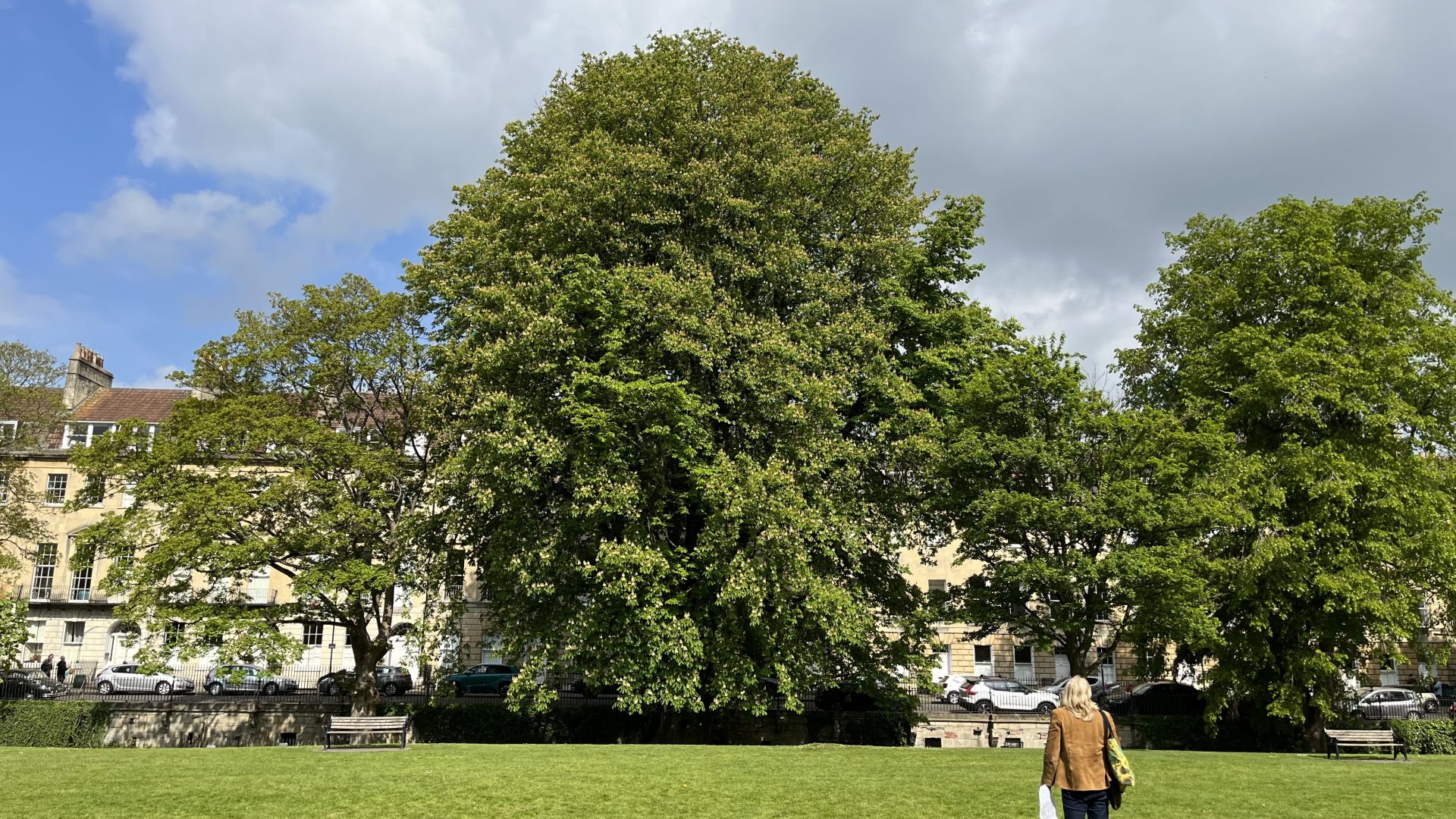 Bath's Urban Treescape: Riverside Ramble - Bathscape Landscape Partnership